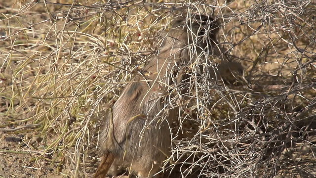Gopher Prepares Food