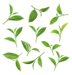 Green tea leaf isolated on white