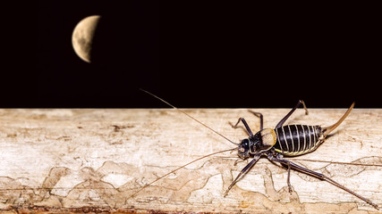 Insect and Moon