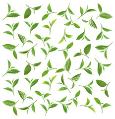 Green tea leaf isolated on white