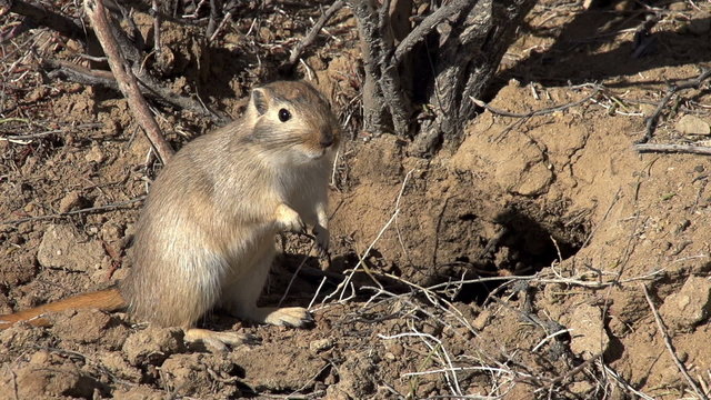 Gopher Pricked up His Ears