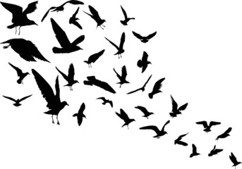 Obraz na płótnie Canvas lot of gull black silhouettes
