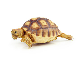 turtle on over white background