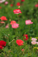 close up nature in many patten style