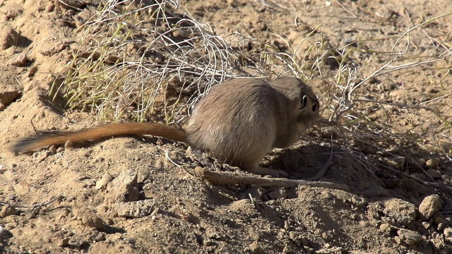 Gopher Drags Twig