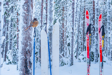 Curious siberian jay