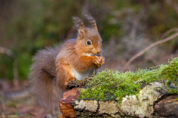 Naklejka na ściany i meble Red Squirrel sitting feeding in forest