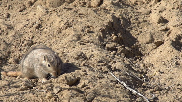 Gopher in Search of Food