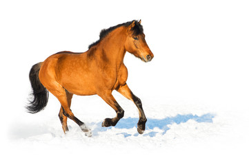 Bay horse runs gallop on the white background