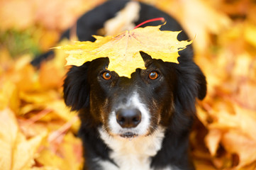 Black dog and maple leaf, autumn