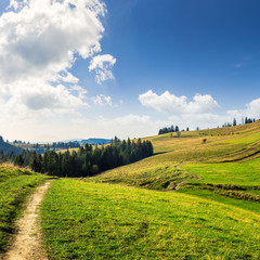 pine trees in mountains © Pellinni