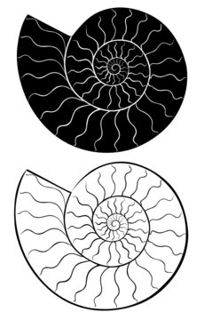 black and white ammonite shell spiral clip art preview