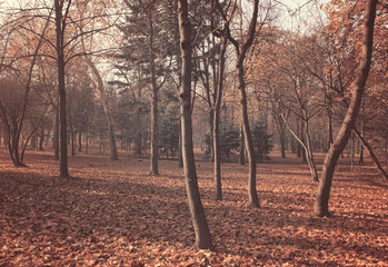 Forest in Autumn