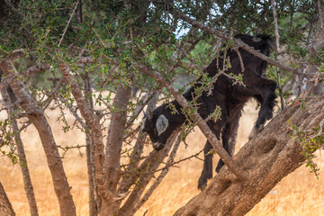 Morrocan goats in the field