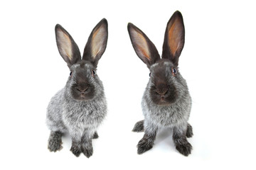 grey rabbit