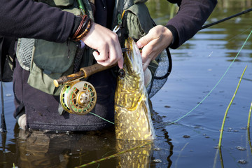 Person Angler Fisherman Releasing Pike Fish