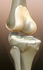 bone, human knee