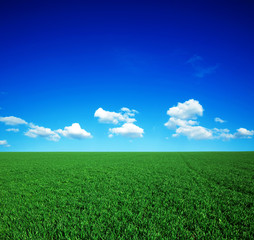 Obraz premium green field