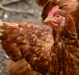 Brown chicken