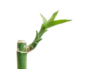 Fototapeta premium Bamboo isolated on white