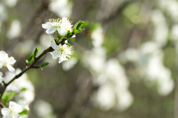 blossom
