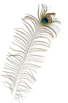 feather of peacock