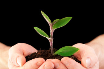 plant in hands