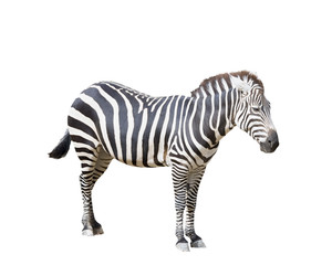 Fototapeta na wymiar Adult Zebra on White