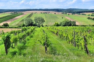 Fototapeta na wymiar Agriculture in Europe - vineyard in Austria