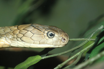 head King Cobra