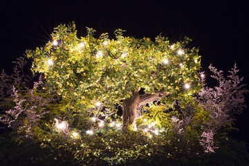 Fototapeta premium 천국의 나무