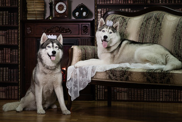 Portrait family husky dog
