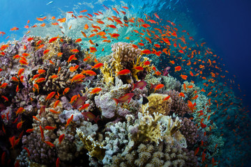 Red Sea