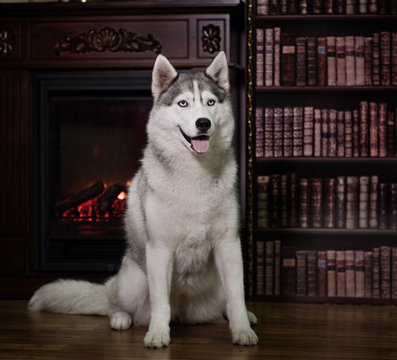 portrait husky dog near a fireplace