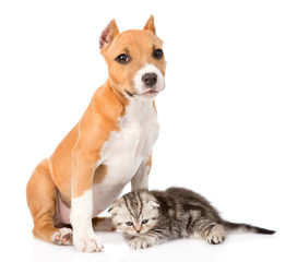 kitten and puppy together. isolated on white background