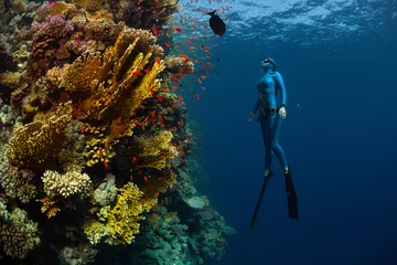 Peel and stick wall murals Diving Freediver