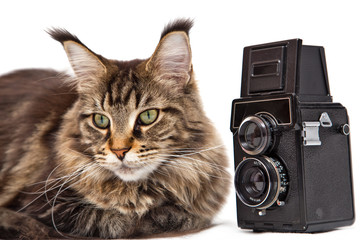 старый фотоаппарат и кошка