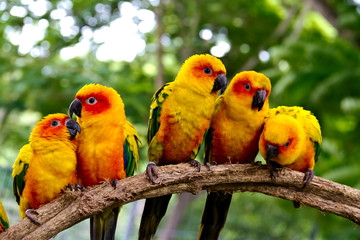 group of  conures parrots are sitting on a tree branch