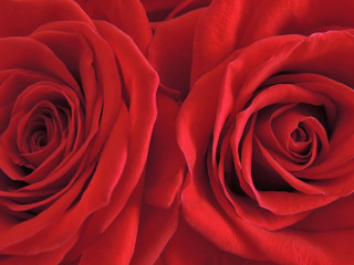 Красные цветущие розы крупным планом романтический фон, дизайн материал для валентинки карточки.