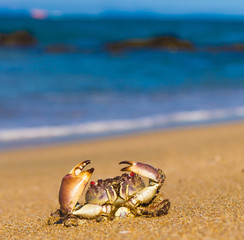 Seafood Posing Pure Threat