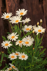 Fototapeta premium close up nature in many patten style