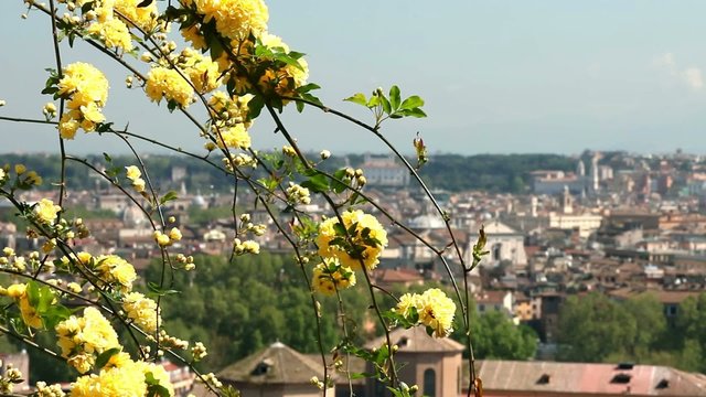 Panorama di Roma con fiori