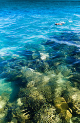 Naklejka na ściany i meble Snorkeling in a Coral Sea