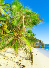 Horizon Seascape Palm