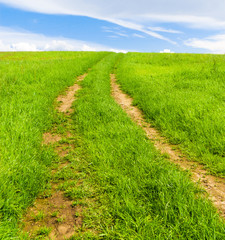 Fields of Sunlight Through the Green