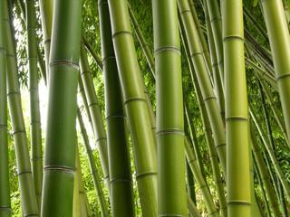 Bamboo Jungle