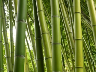 Store enrouleur sans perçage Bambou Jungle de bambous