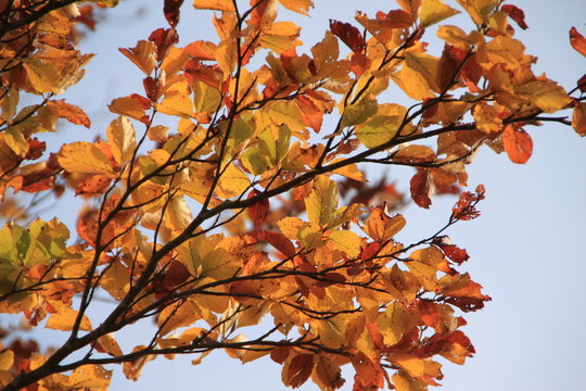 Herbstlich: bunte Buchenblätter im Sonnenlicht