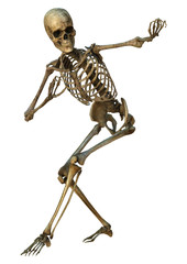 Human Skeleton
