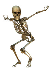 Human Skeleton